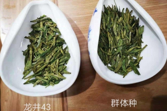 43號(hào)龍井屬于好茶嗎，龍井茶43號(hào)是什么意思？