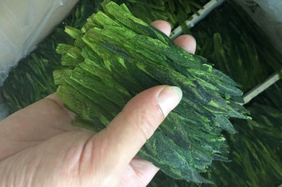 什么綠茶味道濃香，那個(gè)綠茶比較濃香？