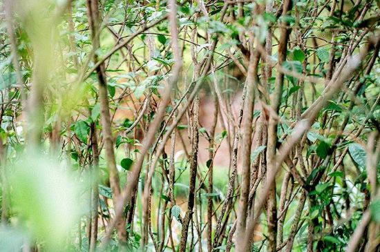 荒野銀針有什么特點，荒野銀針的味道口感咋樣？