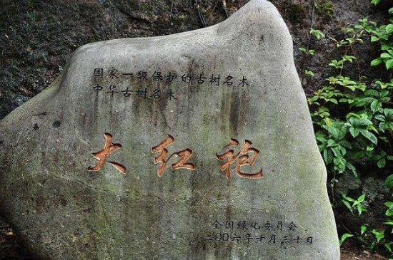 母樹大紅袍給誰喝了，為什么母樹大紅袍叫三棵六株？