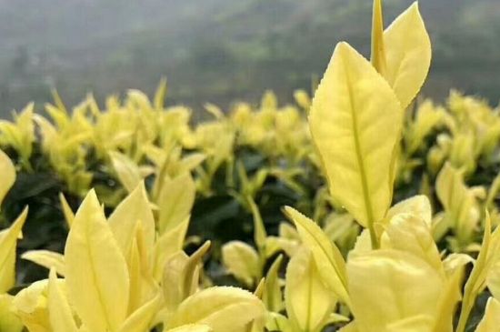 茶中奇葩黃金芽，安吉白茶中黃金芽的特點(diǎn)