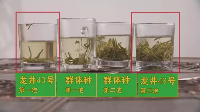 烏牛早和龍井的區(qū)別圖片，龍井43號和烏牛早茶的對比