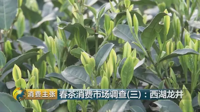 龍井群體種和43號(hào)的區(qū)別圖片，龍井43和群體種哪個(gè)好喝？