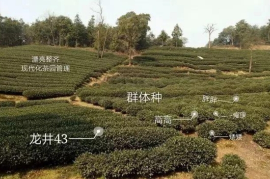 43號(hào)龍井屬于好茶嗎，龍井茶43號(hào)是什么意思？