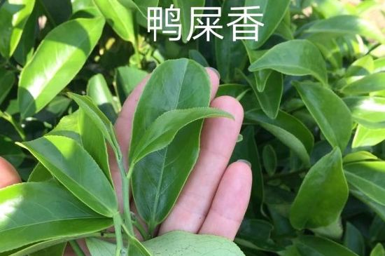 鴨屎香和大烏葉是同一種茶葉嗎，單叢大烏葉和鴨屎香有什么區(qū)別？