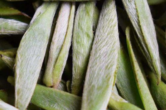 荒野銀針有什么特點，荒野銀針的味道口感咋樣？