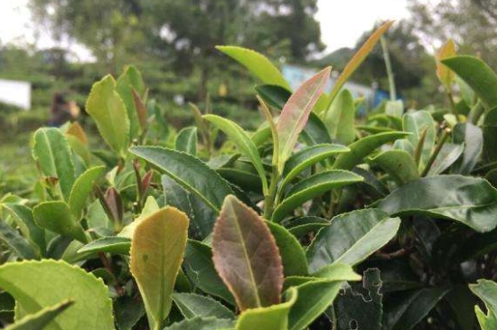 43號(hào)龍井屬于好茶嗎，龍井茶43號(hào)是什么意思？