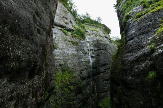 母樹大紅袍給誰喝了，為什么母樹大紅袍叫三棵六株？