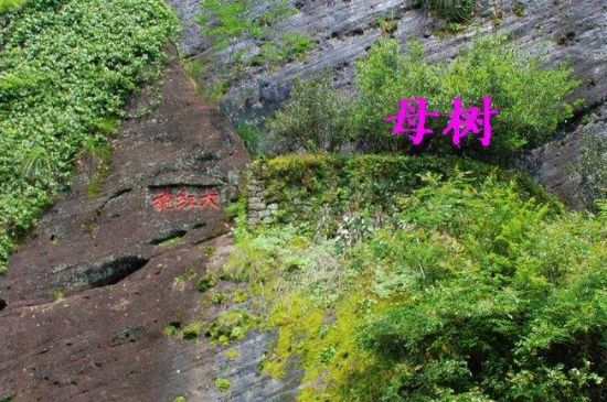 大紅袍拼配什么意思，大紅袍用什么茶拼配的