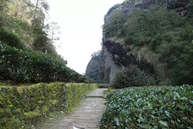 武夷山為什么盛產茶葉，武夷山茶為什么好喝？