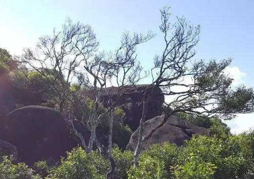 宋種一號(hào)價(jià)值為什么高，鳳凰單樅宋種1號(hào)價(jià)格與產(chǎn)量多少？