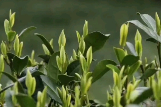 什么是雪前龍井茶，明前、雨前、雨后龍井有什么區(qū)別？