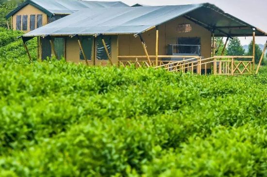 金壇雀舌算不算好茶，金壇雀舌屬于什么檔次茶葉？