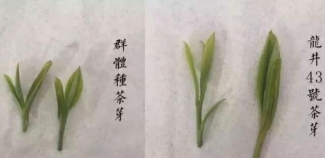 43號(hào)龍井屬于好茶嗎，龍井茶43號(hào)是什么意思？