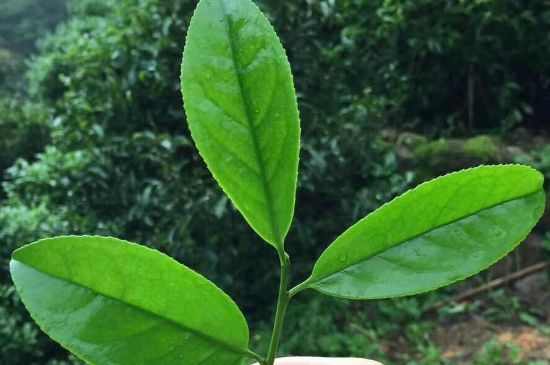 鋸朵仔跟鴨屎香哪個貴，鋸朵子和鴨屎香哪個好喝？