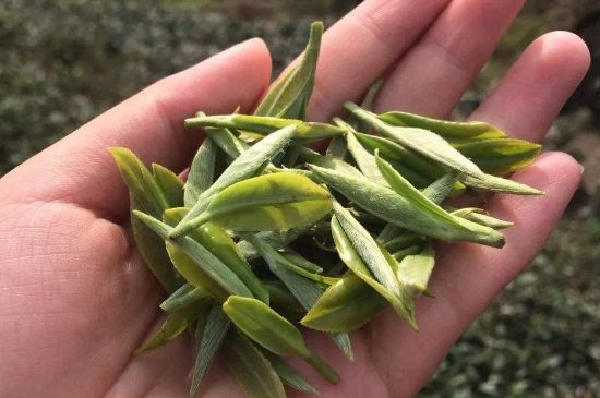 福建什么茶葉最出名，福建名茶有哪些？