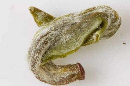 羊巖勾青是綠茶嗎，羊巖勾青茶屬于什么茶？