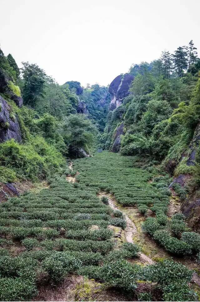 武夷山為什么盛產茶葉，武夷山茶為什么好喝？