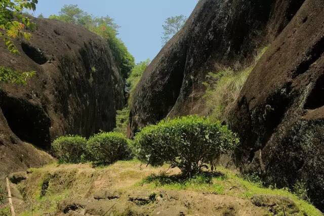 武夷山為什么盛產茶葉，武夷山茶為什么好喝？