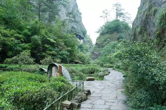 武夷山為什么盛產茶葉，武夷山茶為什么好喝？