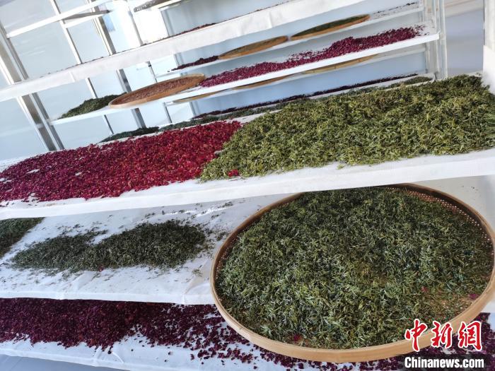 圖為王玲玲收購的各種山茶?！⊥貘Q遠(yuǎn) 攝