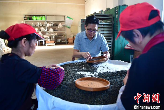 圖為張?jiān)涝谏a(chǎn)車間內(nèi)與工人一起查看茶葉品質(zhì)。　張斌 攝