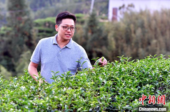 “臺(tái)二代”張?jiān)栏＝ㄉ钌椒N茶十年：“來了，就對(duì)了”